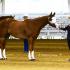 Tennessee Paint Horse Club Independence Shows